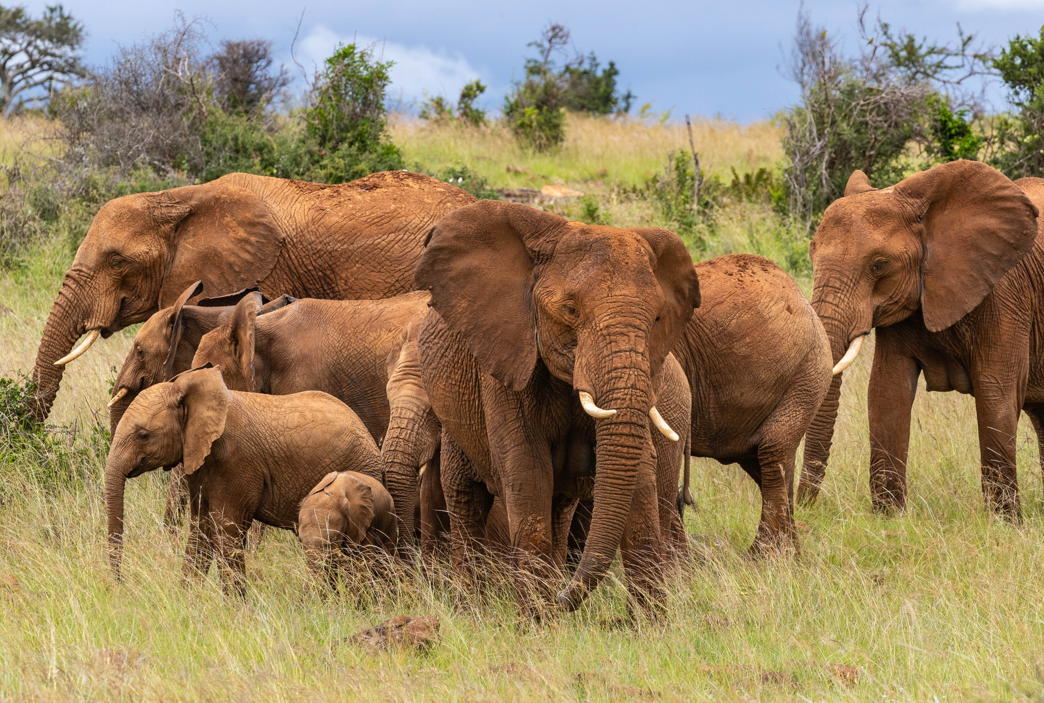 Loisaba Elephants Safari Kenya